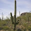 Saguaro cactus