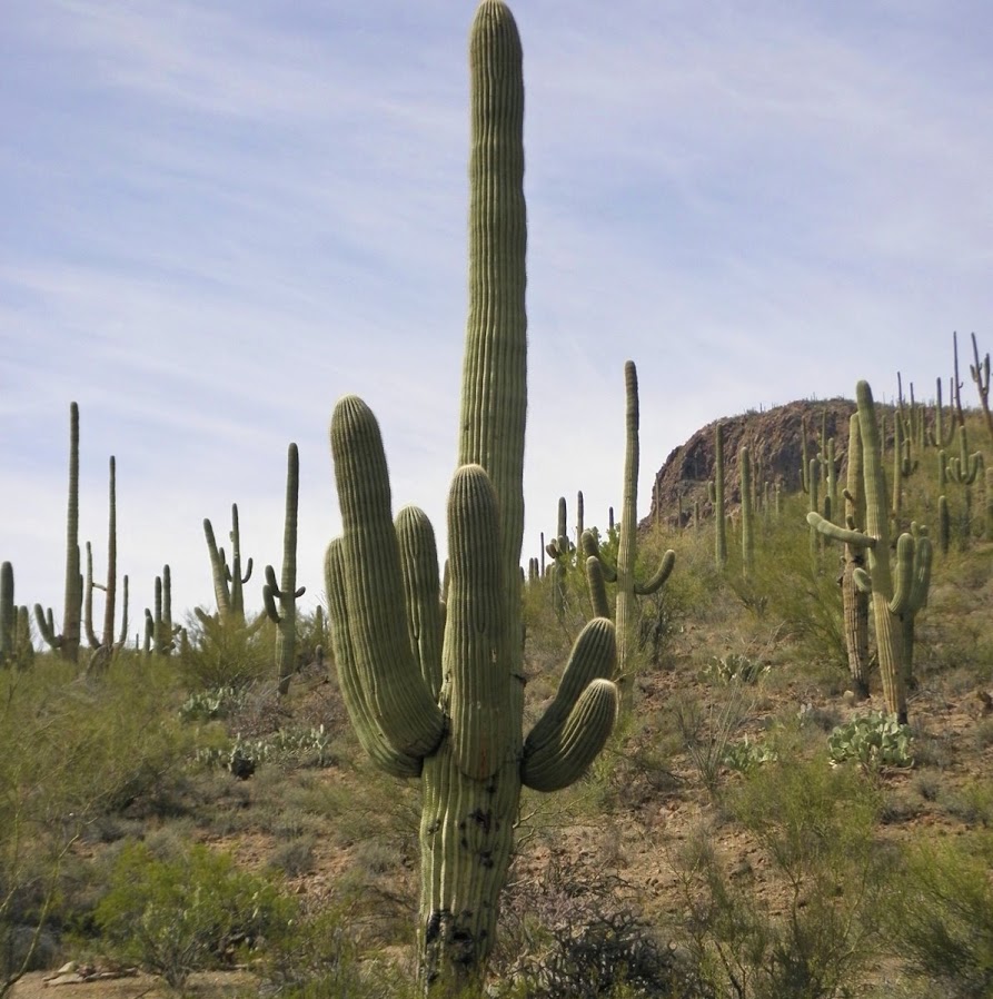 BioBlitz: Saguaro National Park