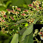 Lophopetalum wightianum Arn.
