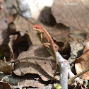 Anolis