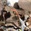 Anolis