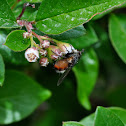 Tachnid Fly