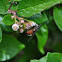 Tachnid Fly