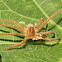 Molted Spider Skin