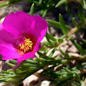 Moss-rose Purslane