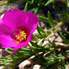 Moss-rose Purslane