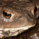 Common toad
