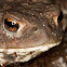 Common toad