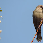 Brown-headed Cowbird (female)