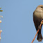 Brown-headed Cowbird (female)