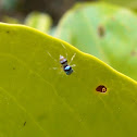 Banded Jumping Spider