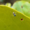 Banded Jumping Spider