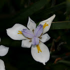 African Iris
