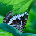 Lorquin's Admiral