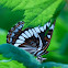 Lorquin's Admiral