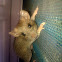House mouse