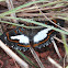 Paulistina Metalmark