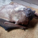 Little Brown Bat