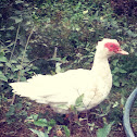 Muscovy Duck