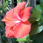 Hibiscus