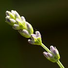 French Lavender