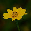 yellow cosmos