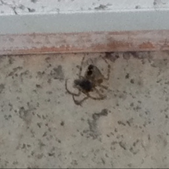 Spotting Image 1