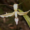 Orquídea