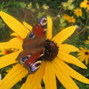 the Peacock butterfly