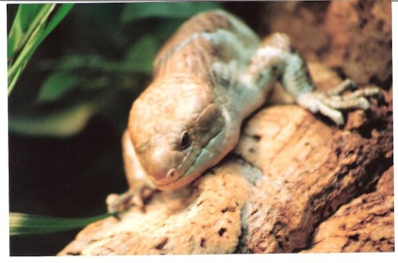 Spotting Image 1