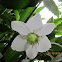 Lirio del amazonas