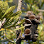 Banksia  (Seed Pod)