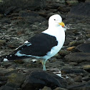 Kelp Gull