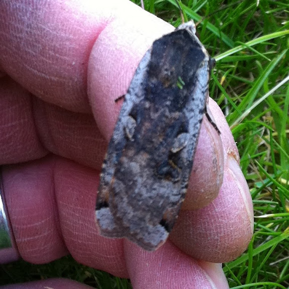 Spotting Image 1