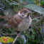 Tree Sparrow