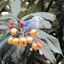 Blue-gray Tanager