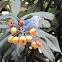 Blue-gray Tanager