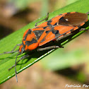 Spilostethus pandurus