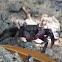 Tree-climbing crab