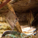 Fingerfish