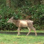 Deer
