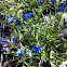 Grace Ward Lithodora