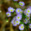 New England Aster