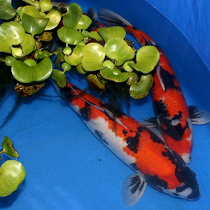 Koi Live Wallpaper es.apk 1.0