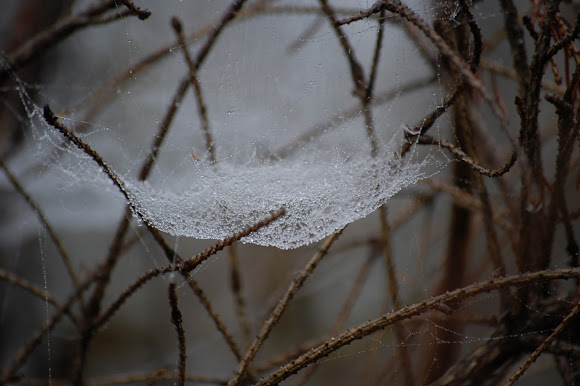 Spotting Image 1