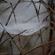 Dew on spiderweb