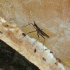 Stilt-legged fly