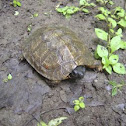 Wood Turtle