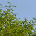 Cape Robin-Chat