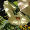 Hardy hibiscus